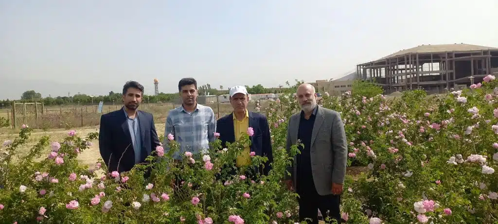 گل محمدی1