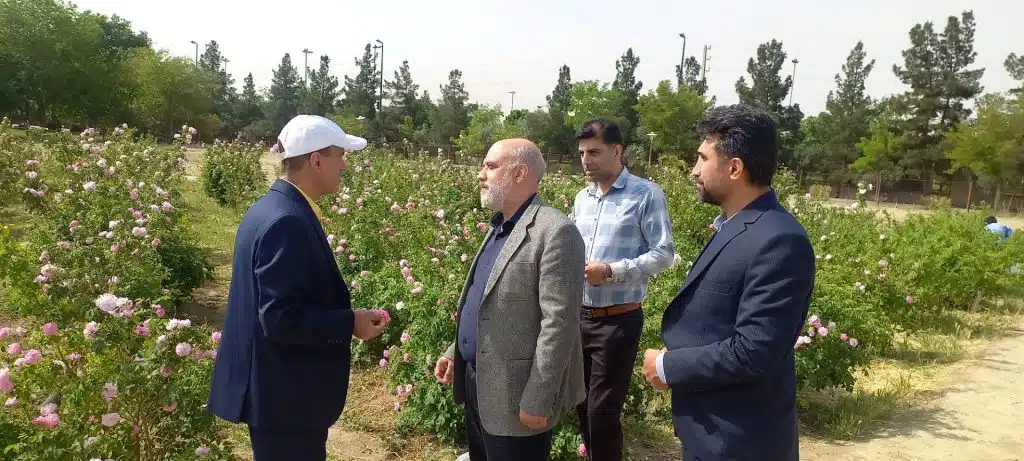 گل محمدی2