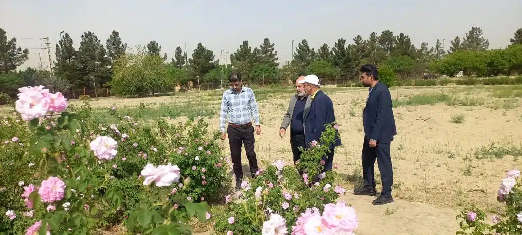 گل محمدی3