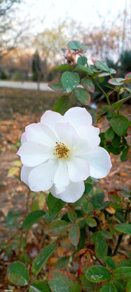 photo22651355757